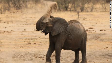 Zimbabwe suspects a bacterial disease is behind the death of elephants