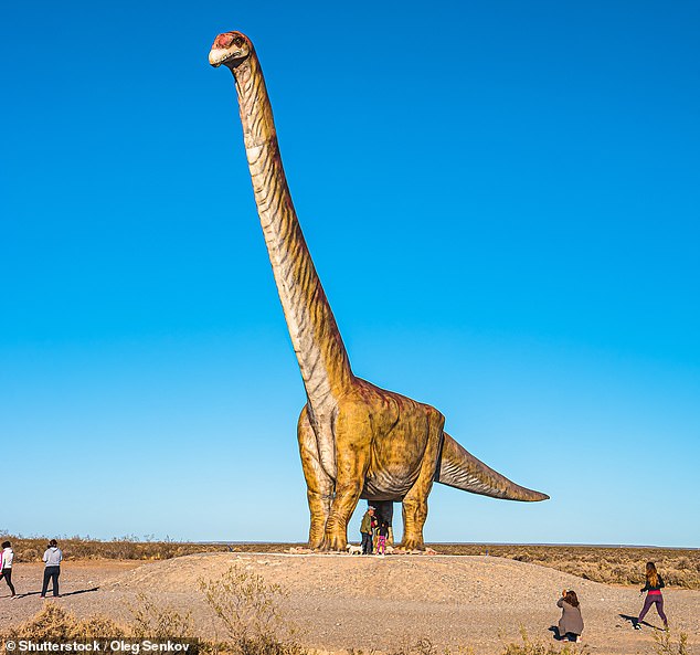 `` It is clear that a titanosaur that has been partially recovered from the formation of Candelarus can be considered one of the largest of the titans, '' the researchers wrote.  Possibly of a body mass similar to Patagotitan [pictured, in a full sized model] Argentinosaurus or greater 
