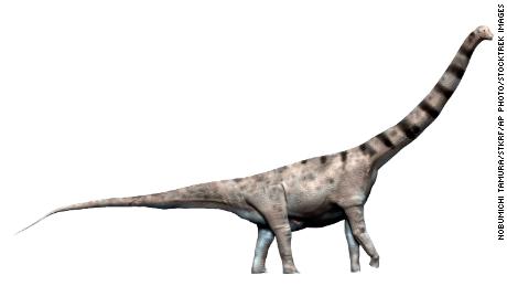 The newly discovered dinosaur is believed to have a body mass greater than or comparable to that of Argentinosaurus, which measures up to 40 meters and weighs up to 110 tons.